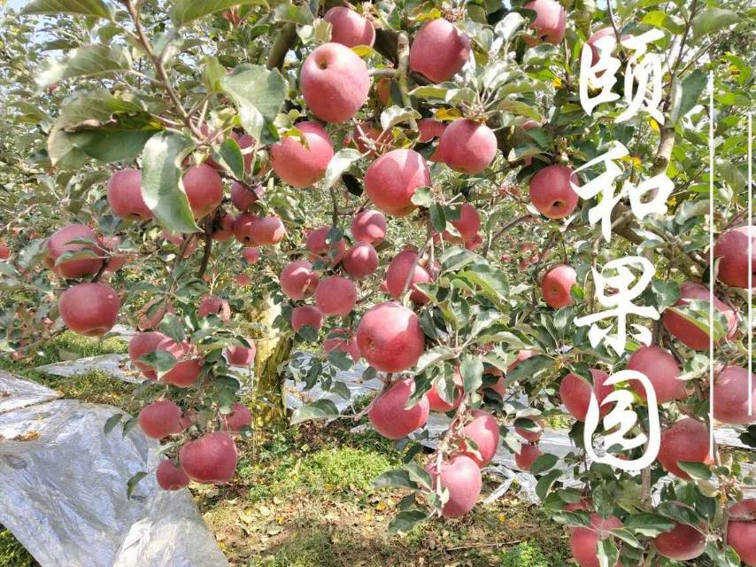 颐和-寒露发布的动态配图3