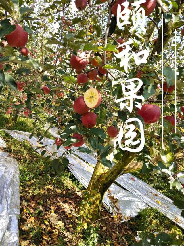 颐和-寒露发布的动态配图4