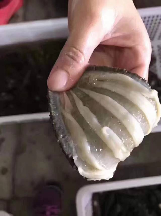 海参源头直销发布的动态配图2