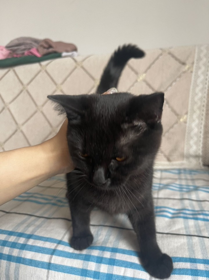 猫猫发布的动态配图2