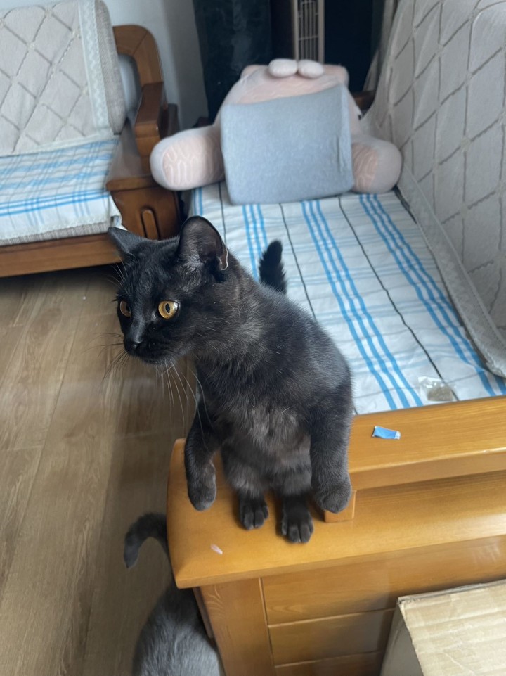 猫猫发布的动态配图5