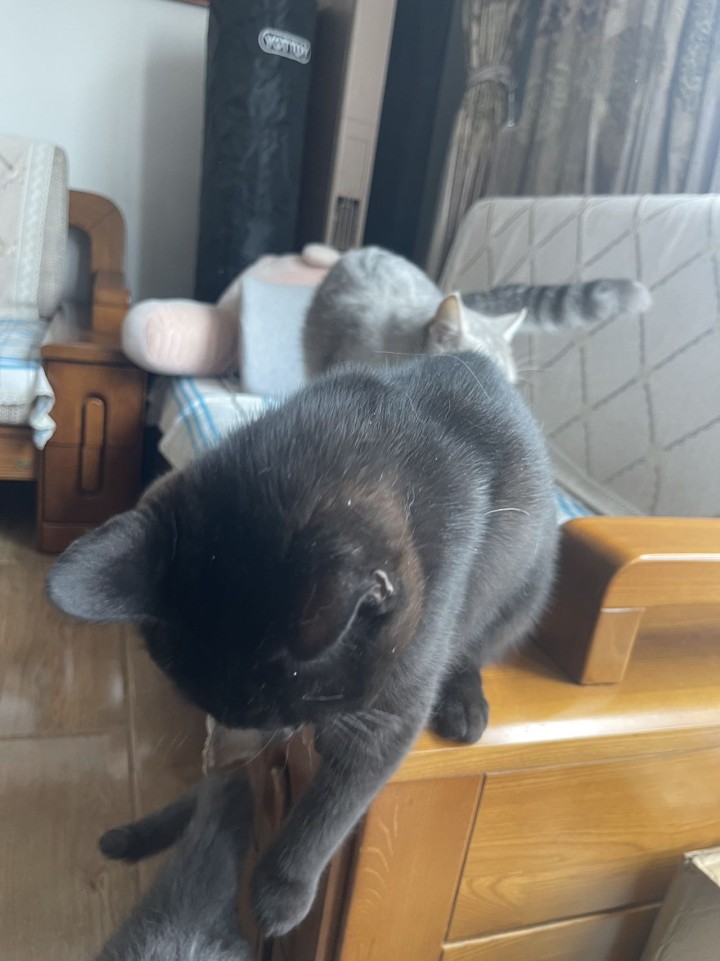 猫猫发布的动态配图3