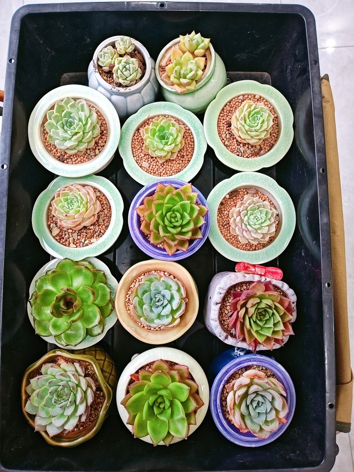 木棉树下发布的动态配图4