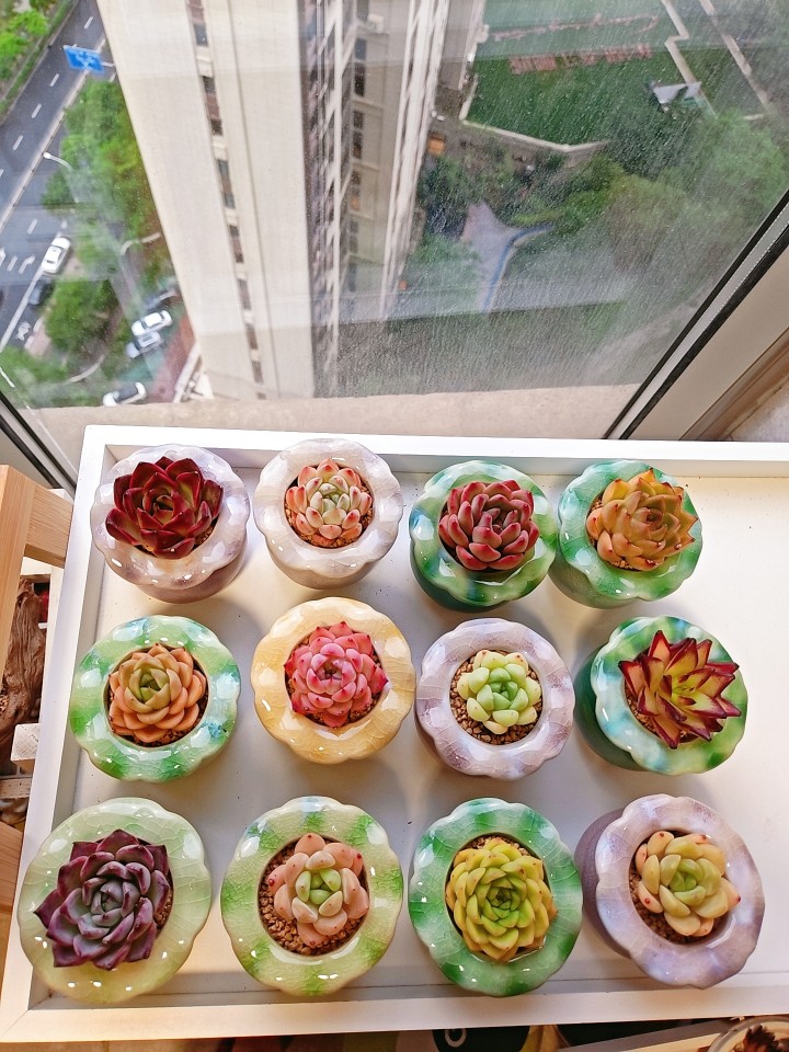 木棉树下发布的动态配图2