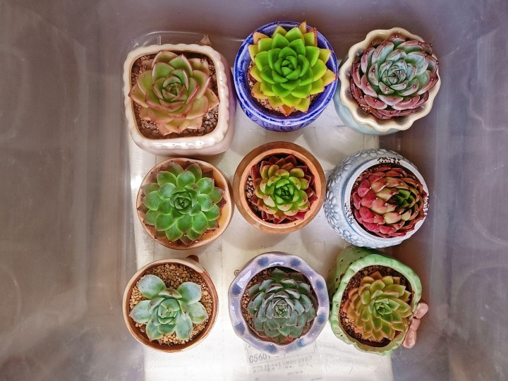 木棉树下发布的动态配图5