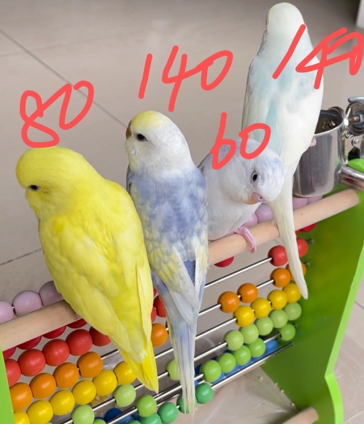紫色两个多月双金显珍珠鱼鳞140一只，送白色蓝云斑大头，黄色金彩大头80一只，白…