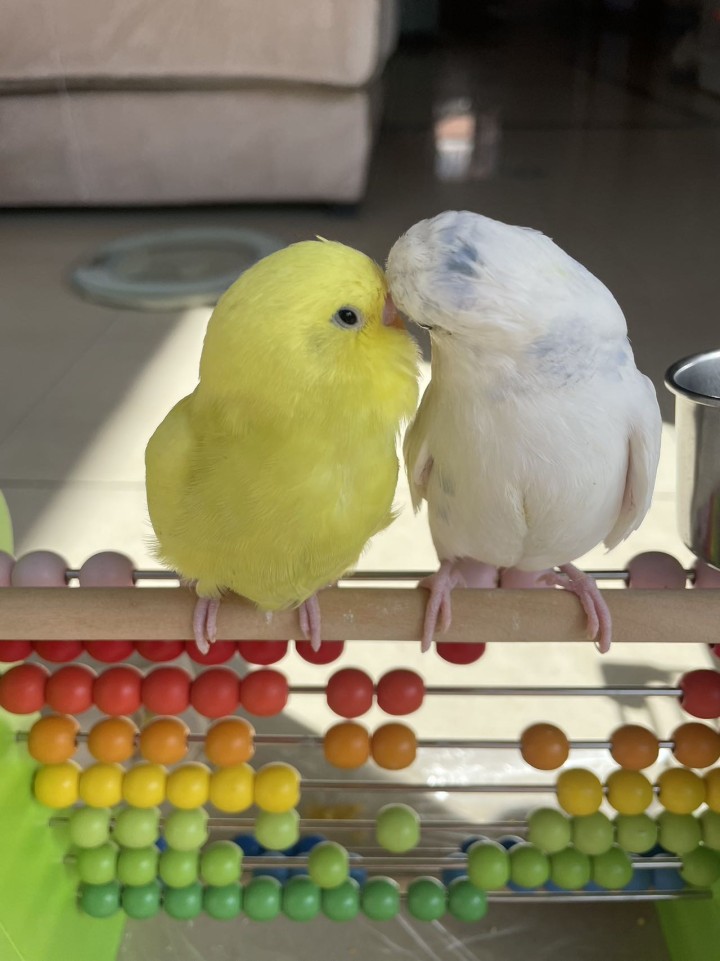 紫色两个多月双金显珍珠鱼鳞140一只，送白色蓝云斑大头，黄色金彩大头80一只，白…图片5