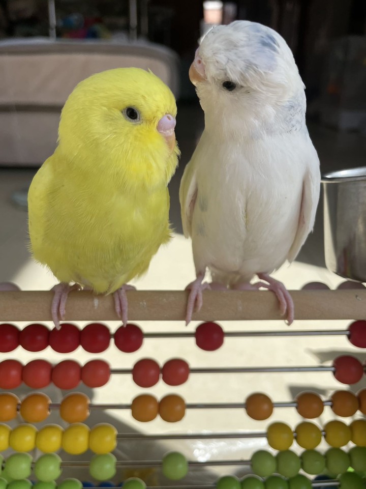 紫色两个多月双金显珍珠鱼鳞140一只，送白色蓝云斑大头，黄色金彩大头80一只，白…图片2