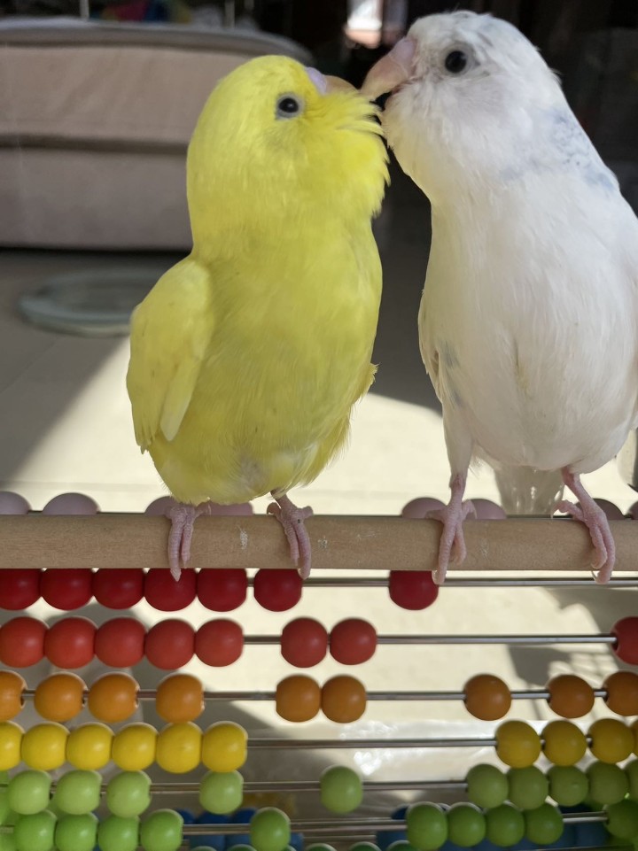 紫色两个多月双金显珍珠鱼鳞140一只，送白色蓝云斑大头，黄色金彩大头80一只，白…图片3