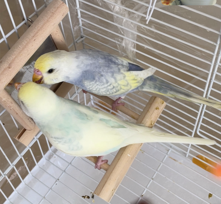 紫色两个多月双金显珍珠鱼鳞140一只，送白色蓝云斑大头，黄色金彩大头80一只，白…图片6