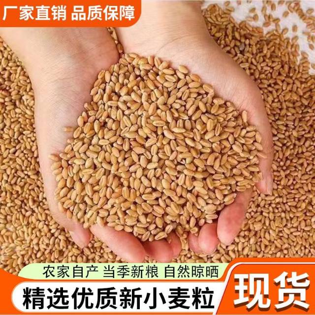 纯天然小麦，酵素种植，不施化肥，不打药。先到先得，不议价，数量有限，售完即止！需…图片2