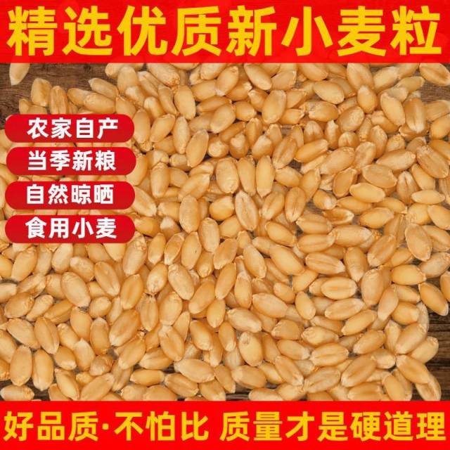 纯天然小麦，酵素种植，不施化肥，不打药。先到先得，不议价，数量有限，售完即止！需…