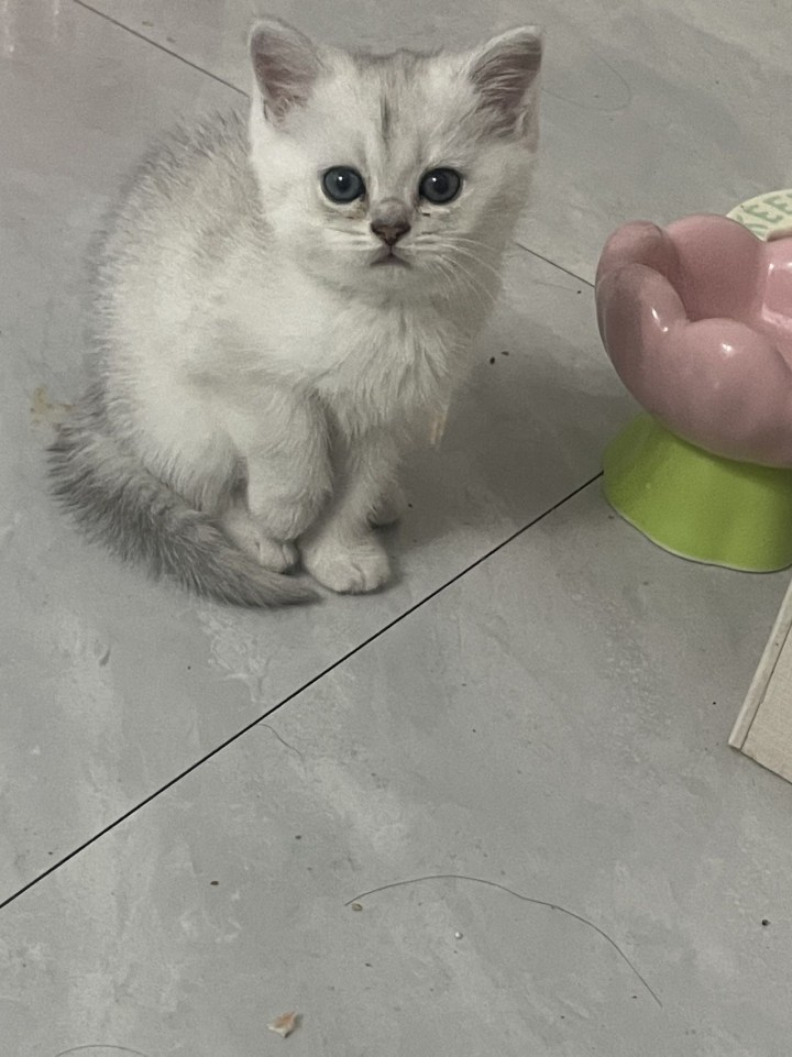 小猫两个多月