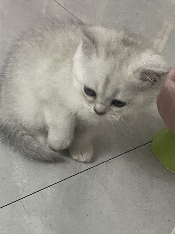小猫两个多月图片2