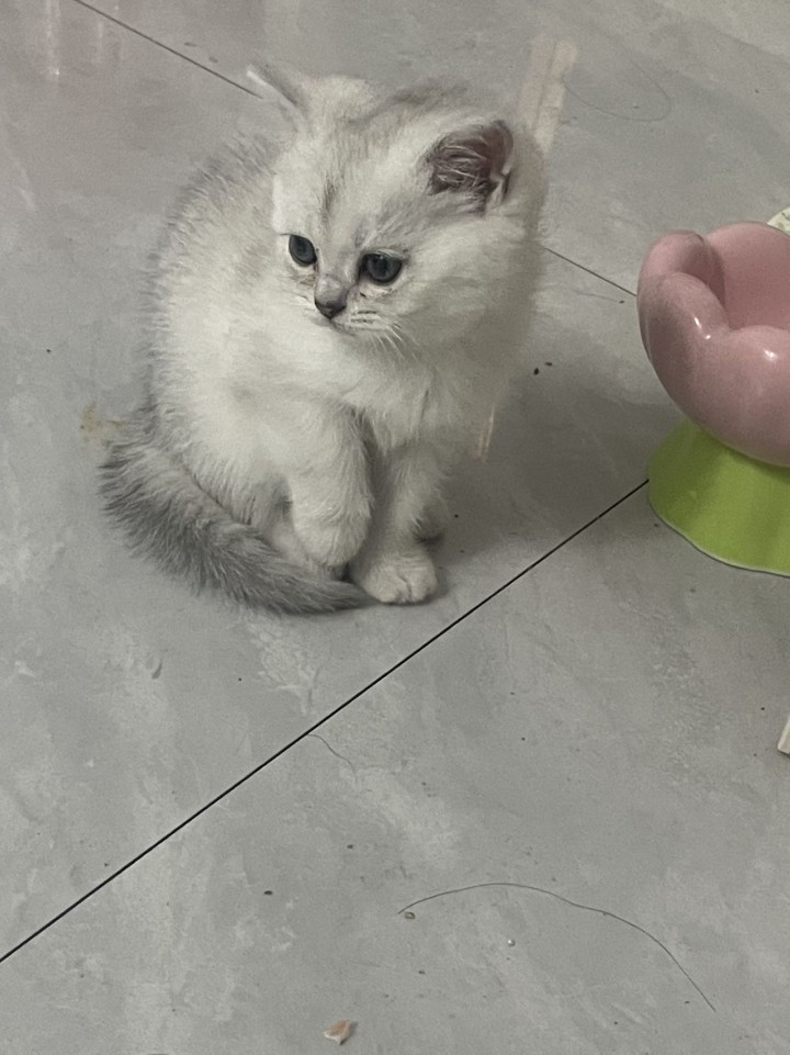 小猫两个多月图片3