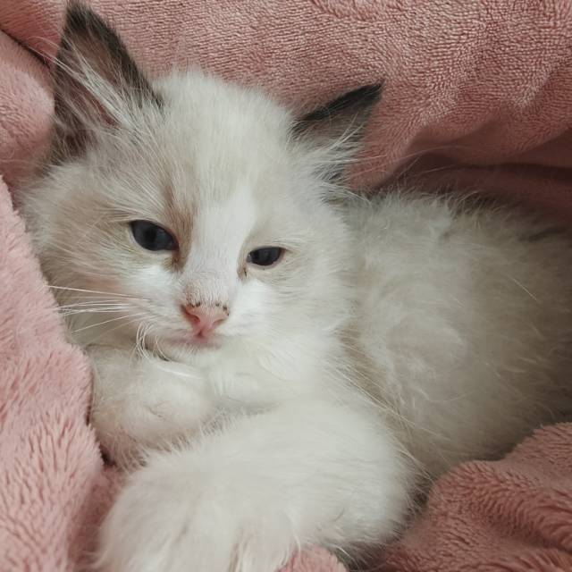 公猫680，母猫800，自家猫生滴，需要的滴滴我价格便宜实惠