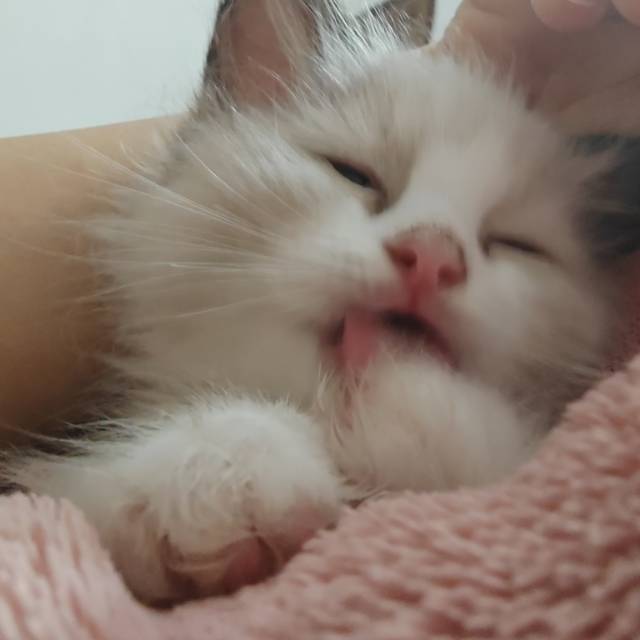 公猫680，母猫800，自家猫生滴，需要的滴滴我价格便宜实惠图片4