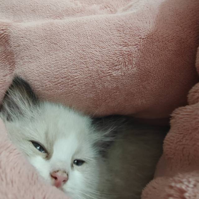 公猫680，母猫800，自家猫生滴，需要的滴滴我价格便宜实惠图片2