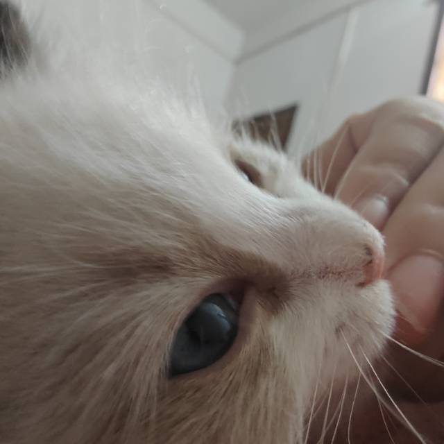 公猫680，母猫800，自家猫生滴，需要的滴滴我价格便宜实惠图片3
