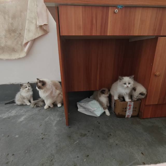 公猫680，母猫800，自家猫生滴，需要的滴滴我价格便宜实惠图片6