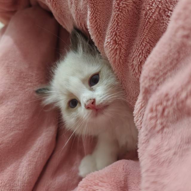 公猫680，母猫800，自家猫生滴，需要的滴滴我价格便宜实惠图片7