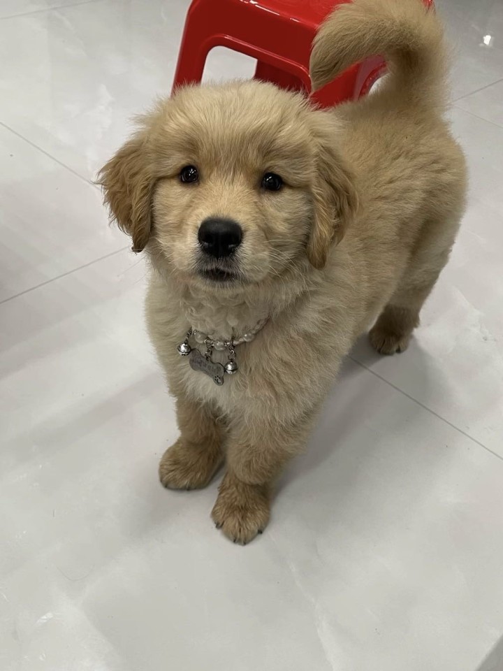 狗狗