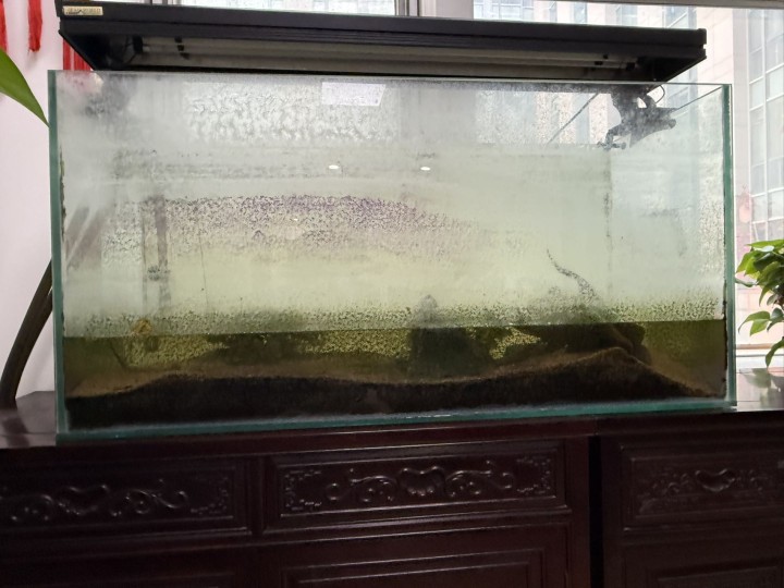 公司搬迁，出售一个带抽水净化的鱼缸，需要的请自提，地址在青岛市崂山区梅岭路图片4