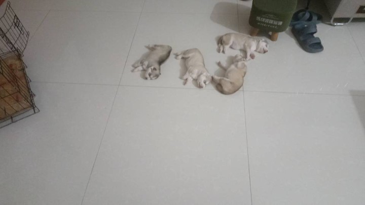 自己家养的狗狗生的梦幻色哈士奇刚满月的。图片4