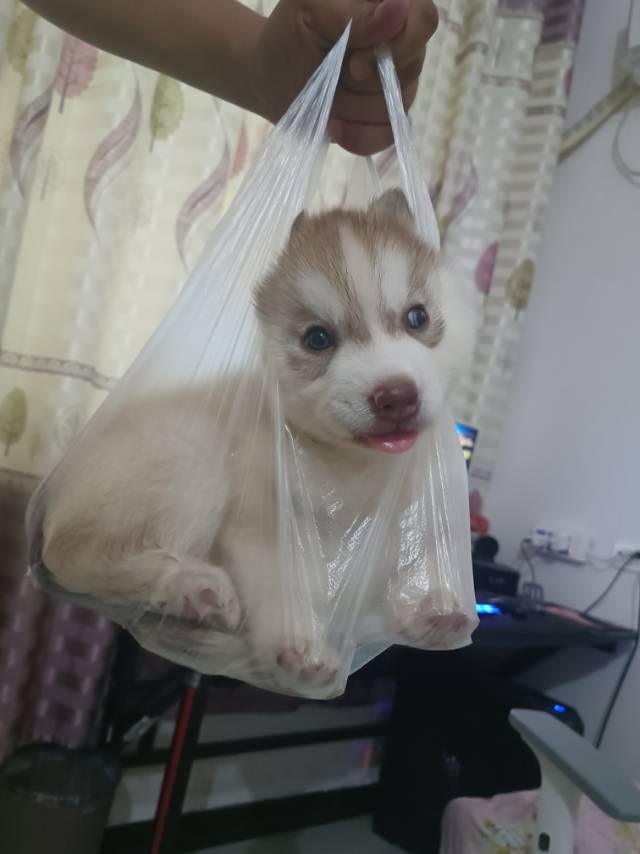 自己家养的狗狗生的梦幻色哈士奇刚满月的。图片3