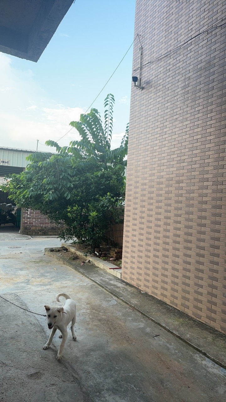 拉布拉多狗中型犬1000块一只，墨迹的勿扰，谢谢配合