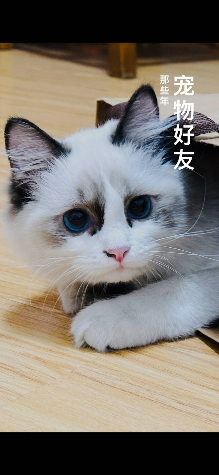 布偶猫，长毛，2.5岁性别：妹妹体重：8.5斤自己家的宠物猫，海双，无病无癣。从…