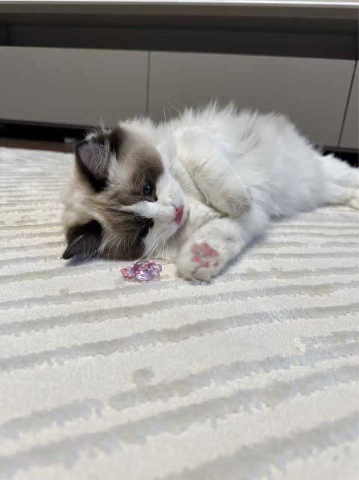 布偶猫，长毛，2.5岁性别：妹妹体重：8.5斤自己家的宠物猫，海双，无病无癣。从…图片4