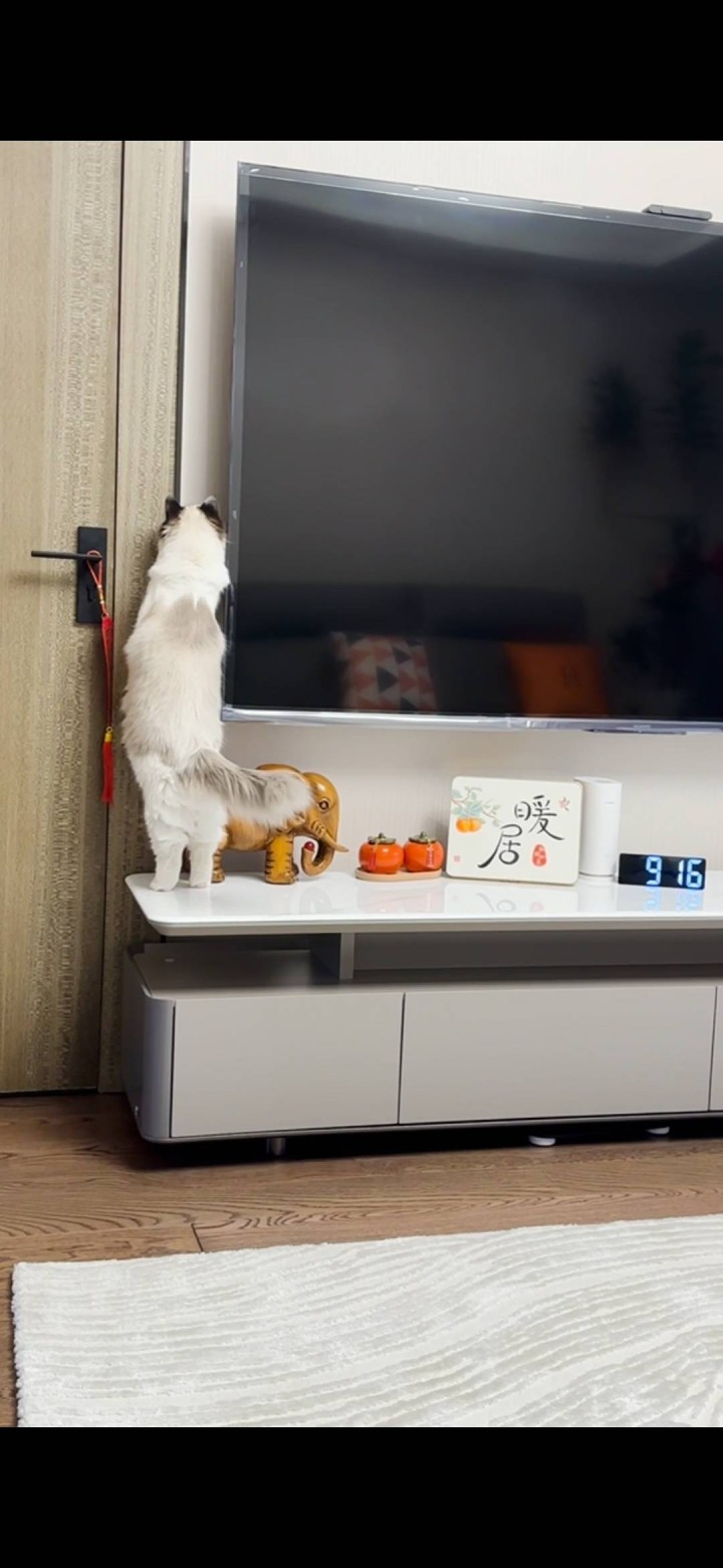 布偶猫，长毛，2.5岁性别：妹妹体重：8.5斤自己家的宠物猫，海双，无病无癣。从…图片7