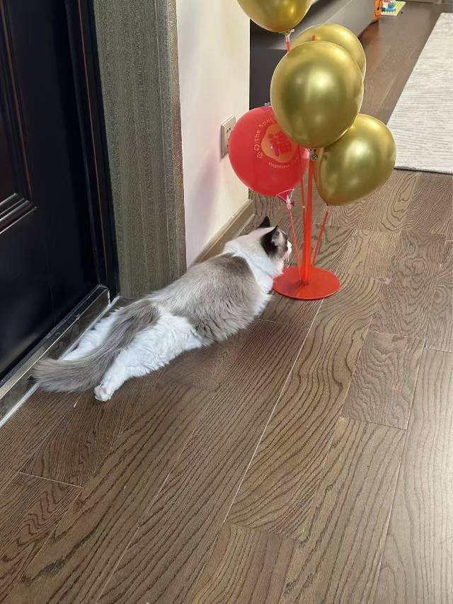 布偶猫，长毛，2.5岁性别：妹妹体重：8.5斤自己家的宠物猫，海双，无病无癣。从…图片3
