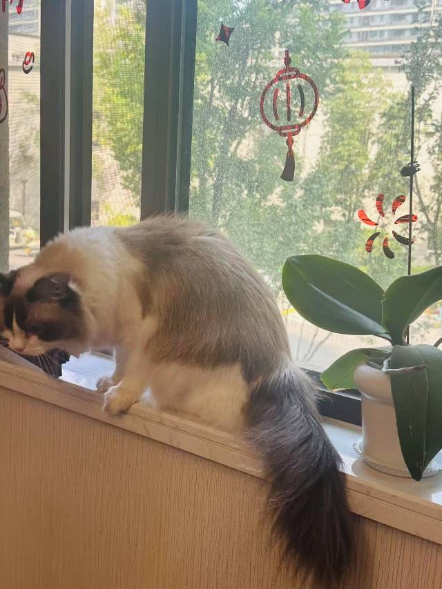 布偶猫，长毛，2.5岁性别：妹妹体重：8.5斤自己家的宠物猫，海双，无病无癣。从…图片2