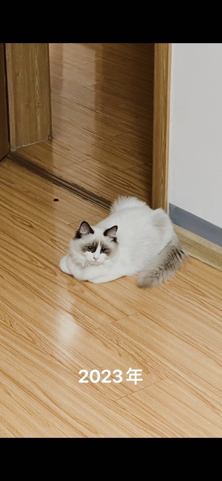 布偶猫，长毛，2.5岁性别：妹妹体重：8.5斤自己家的宠物猫，海双，无病无癣。从…图片6
