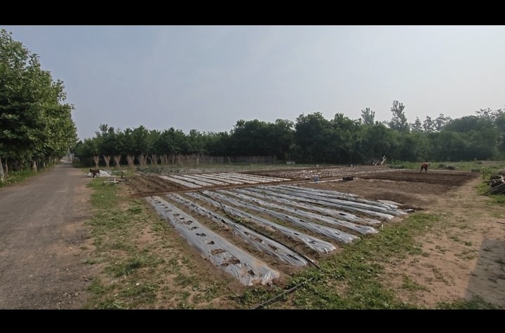 乡村院落，森林环抱的宅院，养殖种地休闲不误图片3