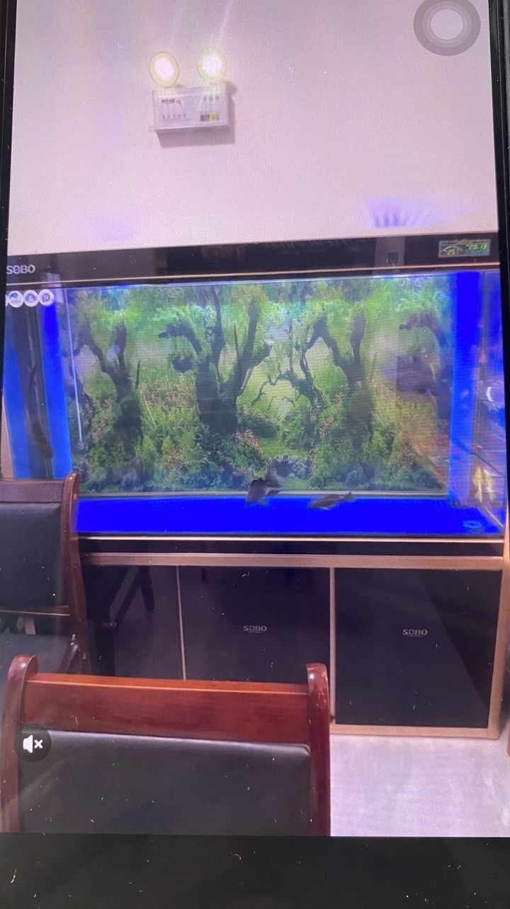 自用鱼缸150✖️，36高155