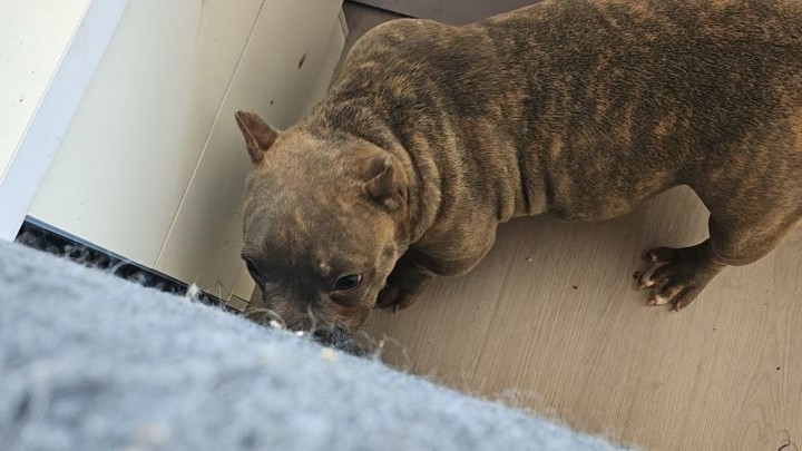 纯种恶霸犬，上班没时间养，7个月公，温顺，有点胆小，可以视频看狗狗