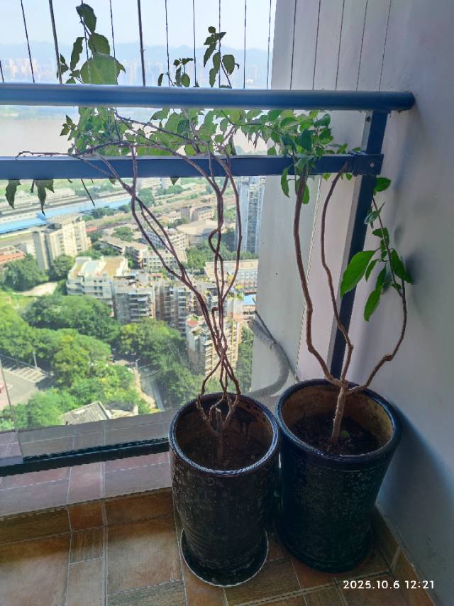 自家种三角梅，阳台空间有限，便宜出图片2