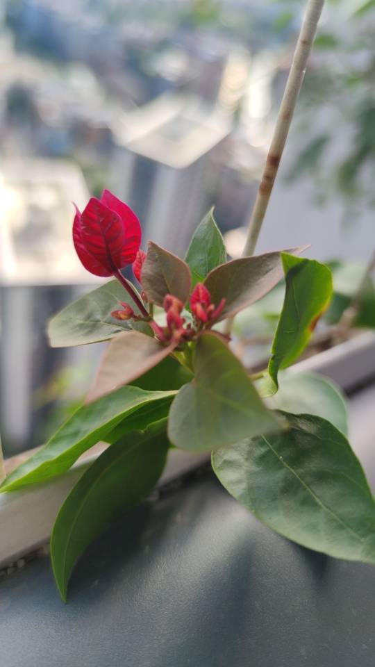 自家种三角梅，阳台空间有限，便宜出