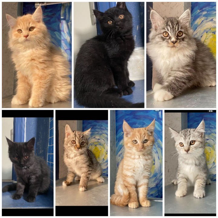 一共七只小猫，除了最后一只是母猫，其他都是公猫，先到先得，50一只，不能邮寄，本…