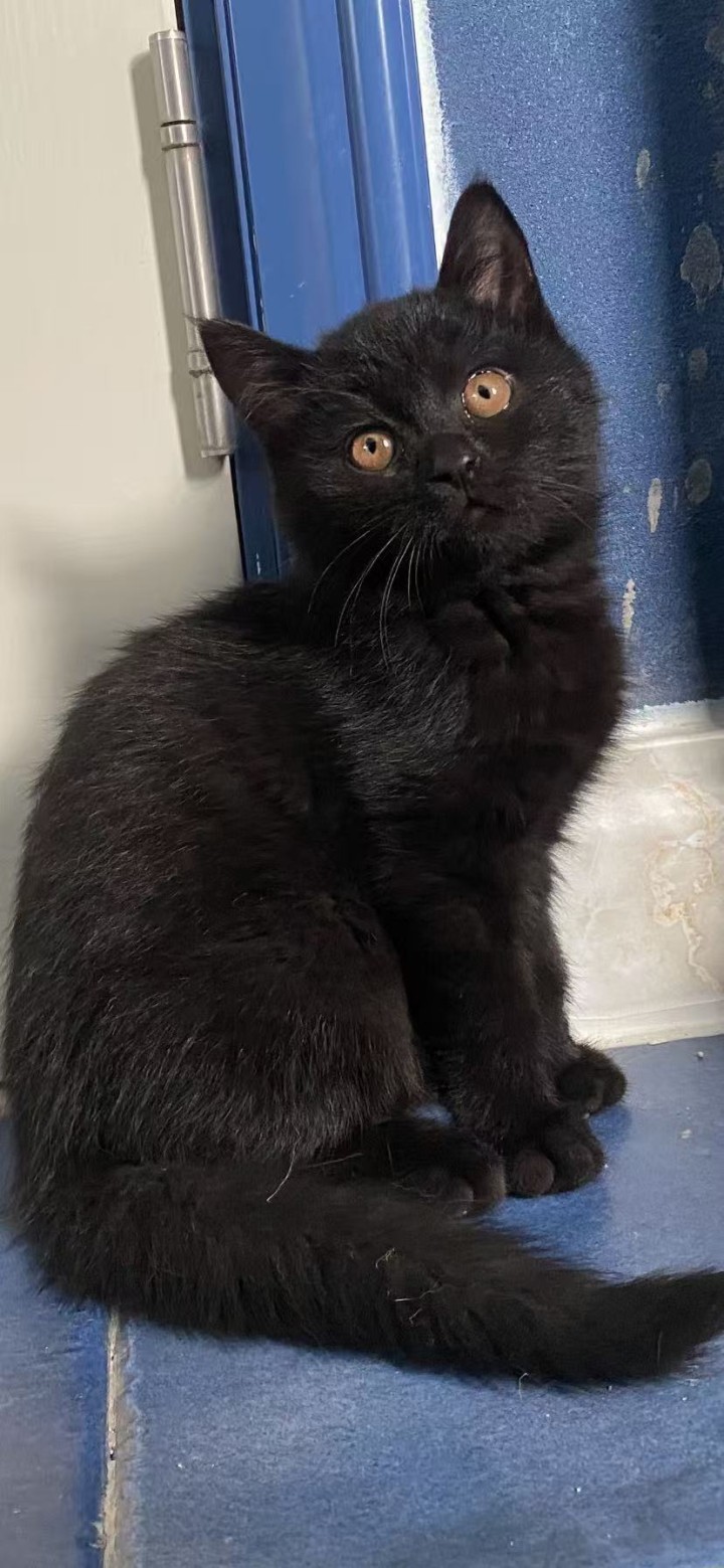 一共七只小猫，除了最后一只是母猫，其他都是公猫，先到先得，50一只，不能邮寄，本…图片3