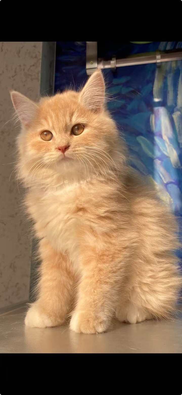 一共七只小猫，除了最后一只是母猫，其他都是公猫，先到先得，50一只，不能邮寄，本…图片2