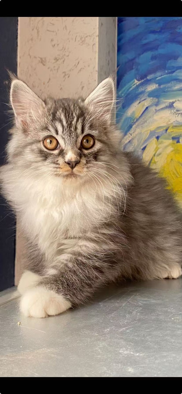 一共七只小猫，除了最后一只是母猫，其他都是公猫，先到先得，50一只，不能邮寄，本…图片4