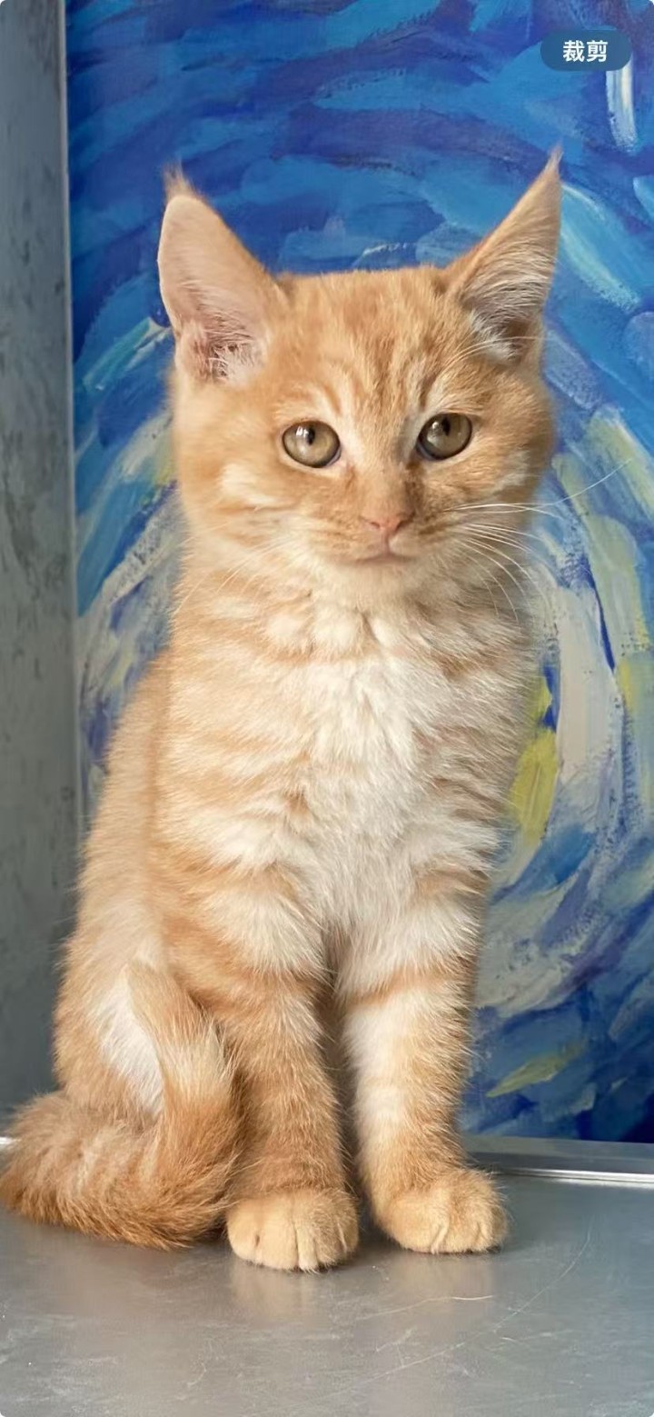 一共七只小猫，除了最后一只是母猫，其他都是公猫，先到先得，50一只，不能邮寄，本…图片5