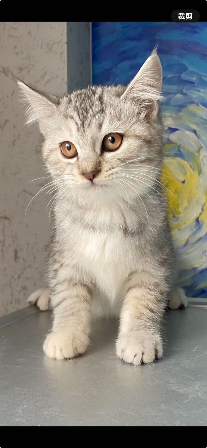 一共七只小猫，除了最后一只是母猫，其他都是公猫，先到先得，50一只，不能邮寄，本…图片6