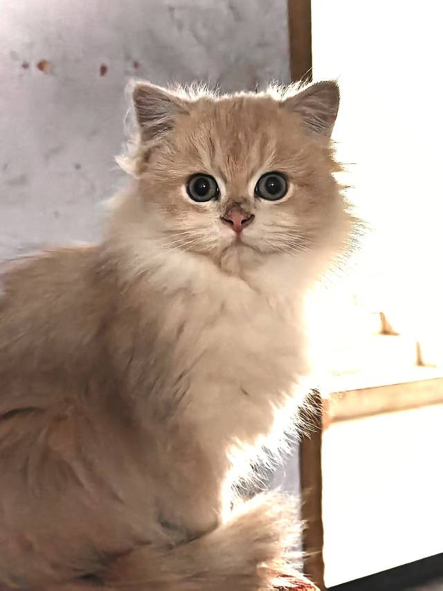 自己养的紫金12色渐层，猫爸妈都有鉴别报告，2个多月一公一母疫苗已打完，内外驱已…