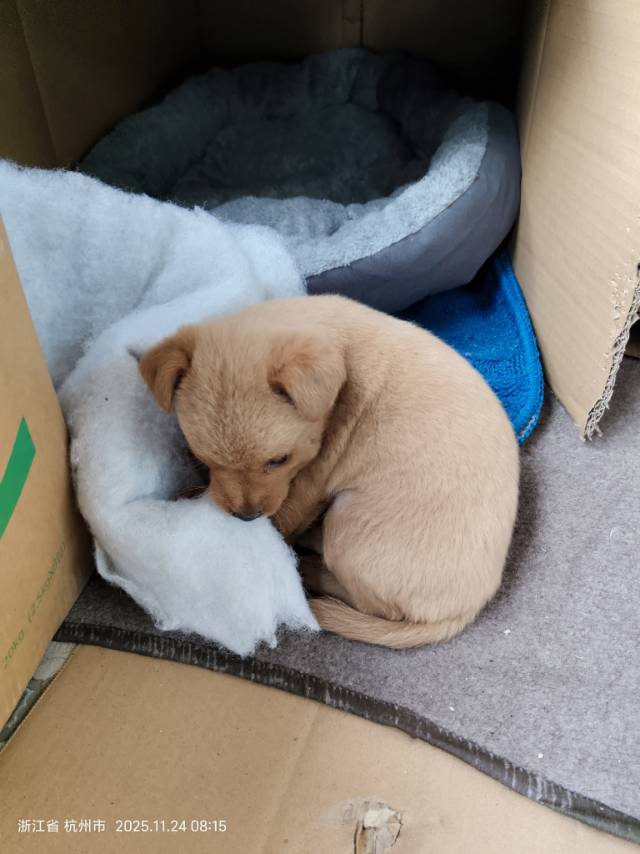 自家小公狗｜中华田园犬｜3月龄不到｜未绝育｜未免疫驱虫健康活泼，性格超乖，毛色漂…图片2