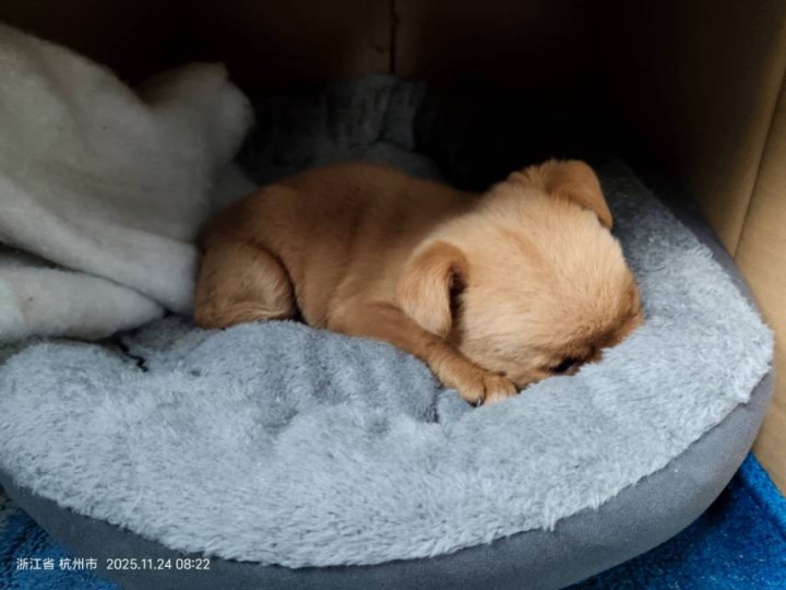 自家小公狗｜中华田园犬｜3月龄不到｜未绝育｜未免疫驱虫健康活泼，性格超乖，毛色漂…图片5